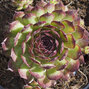 9250448_sempervivum_noir_02