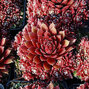 9250323_sempervivum_palisander_01