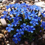 3233865_gentiana_verna_02