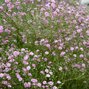 Gypsophila 'flamingo' - gypsomilka k1l - 5252102 Gypsophila 'Flamingo' 01