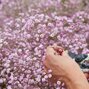 Gypsophila 'flamingo' - gypsomilka k1l - 5252102 Gypsophila 'Flamingo' 02