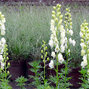 3232009_aconitum_album_01