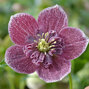 8212510_helleborus_anemone_red_with_white_edge_02