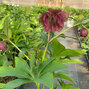 425474269_helleborus_unique_no