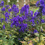3251861_aconitum_arendsii_01
