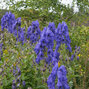 3251861_aconitum_arendsii_02