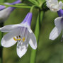 6251666_agapanthus_twister_03