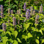2240053_agastache_golden_jubilee_03