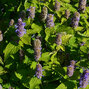 2240053_agastache_golden_jubilee_04