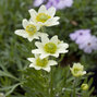 3251305_anemone_annabela_white_01
