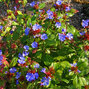 7250657_ceratostigma_plumbaginoides_02