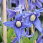 9200085_clematis_blue_ribbons_03