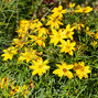 7250097_coreopsis_zagreb_03