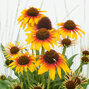 3201708_echinacea_fiery_meadow_mama_01