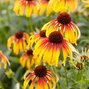 3201708_echinacea_fiery_meadow_mama_02