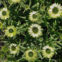 7250856_echinacea_green_jewel_02