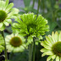7250856_echinacea_green_jewel_09