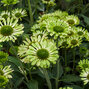 7250856_echinacea_green_jewel_10