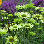 7250856_echinacea_green_jewel_11