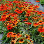 6211709_echinacea_kismet_intense_orange_01