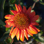 6211709_echinacea_kismet_intense_orange_03