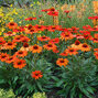6211709_echinacea_kismet_intense_orange_04