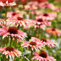 3201711_echinacea_playful_meadow_mama_01