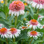 5251714_echinacea_strawberry_and_cream_01