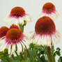 5251714_echinacea_strawberry_and_cream_02