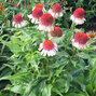 5251714_echinacea_strawberry_and_cream_03