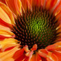 7254321_echinacea_sunseekers_mineola_01