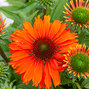 7254321_echinacea_sunseekers_mineola_04