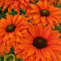 7254321_echinacea_sunseekers_mineola_05