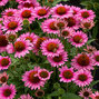 9253910_echinacea_sunmagic_vintage_pink_02