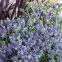 6254318_eryngium_blue_lagoon_01