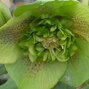 7252628_helleborus_anemone_green_spotted_02