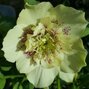 7252628_helleborus_anemone_green_spotted_03