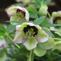9251664_helleborus_anemone_picotee_01
