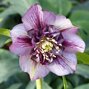 9251664_helleborus_anemone_picotee_02