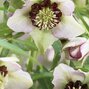 9251664_helleborus_anemone_picotee_03