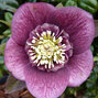 9250785_helleborus_anemone_purple_dark_01