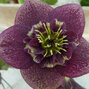 9250785_helleborus_anemone_purple_dark_02