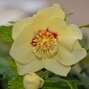 9240790_helleborus_anemone_super_yellow_01