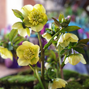 9240790_helleborus_anemone_super_yellow_02