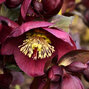 9242870_helleborus_anna_s_red_02