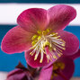 9242870_helleborus_anna_s_red_04