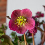9242870_helleborus_anna_s_red_05