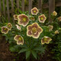 8254796_helleborus_apricot_blotched_01