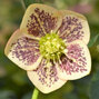8254796_helleborus_apricot_blotched_03