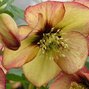 8211257_helleborus_apricot_red_center_01